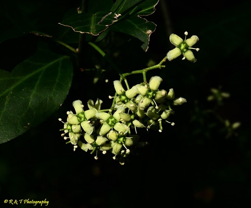 {Euonymus fortunei}